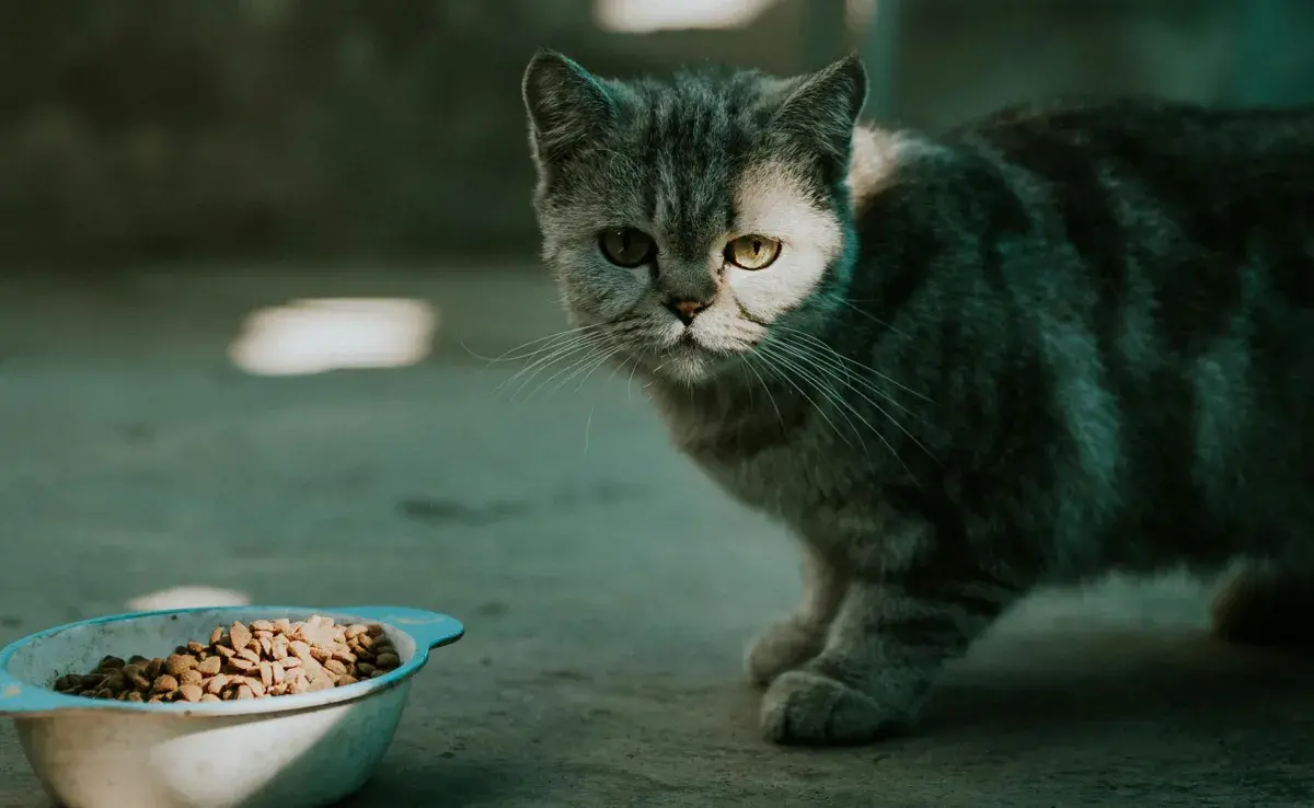 La comida de los gatos debe estar a temperatura ambiente.