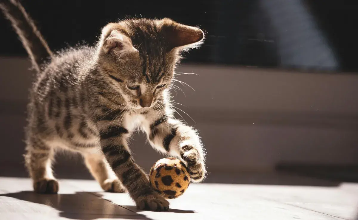 Que tu gato juegue con la pelota le ayudará a bajar su estrés.