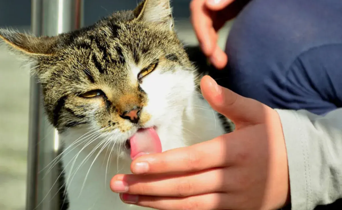 Lamer es un comportamiento que los gatos aprenden desde sus primeros días de vida.