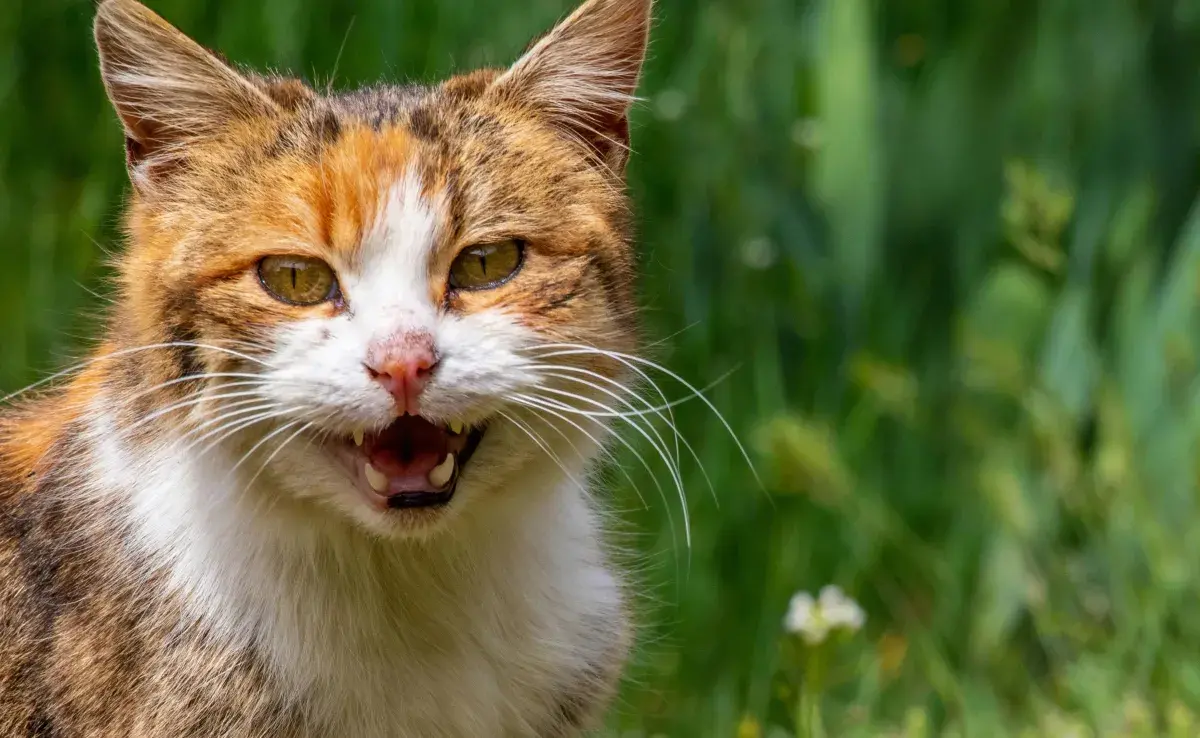 Muchas veces los gatos se muerden para limpiarse. 