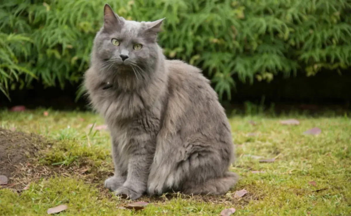 El gato nebelung es una raza poco común que destaca por su pelaje gris azulado.