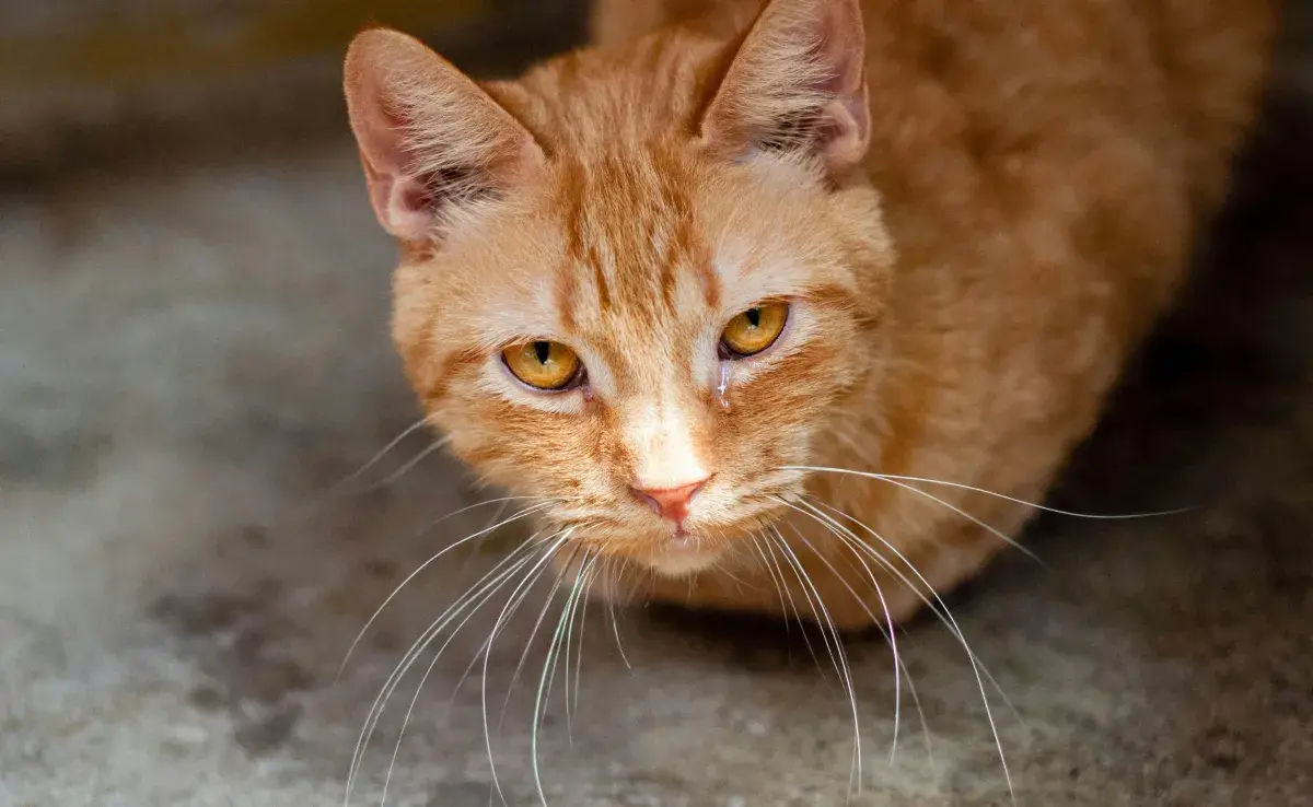 El parvovirus en gatos es peligro, pero es curable. 