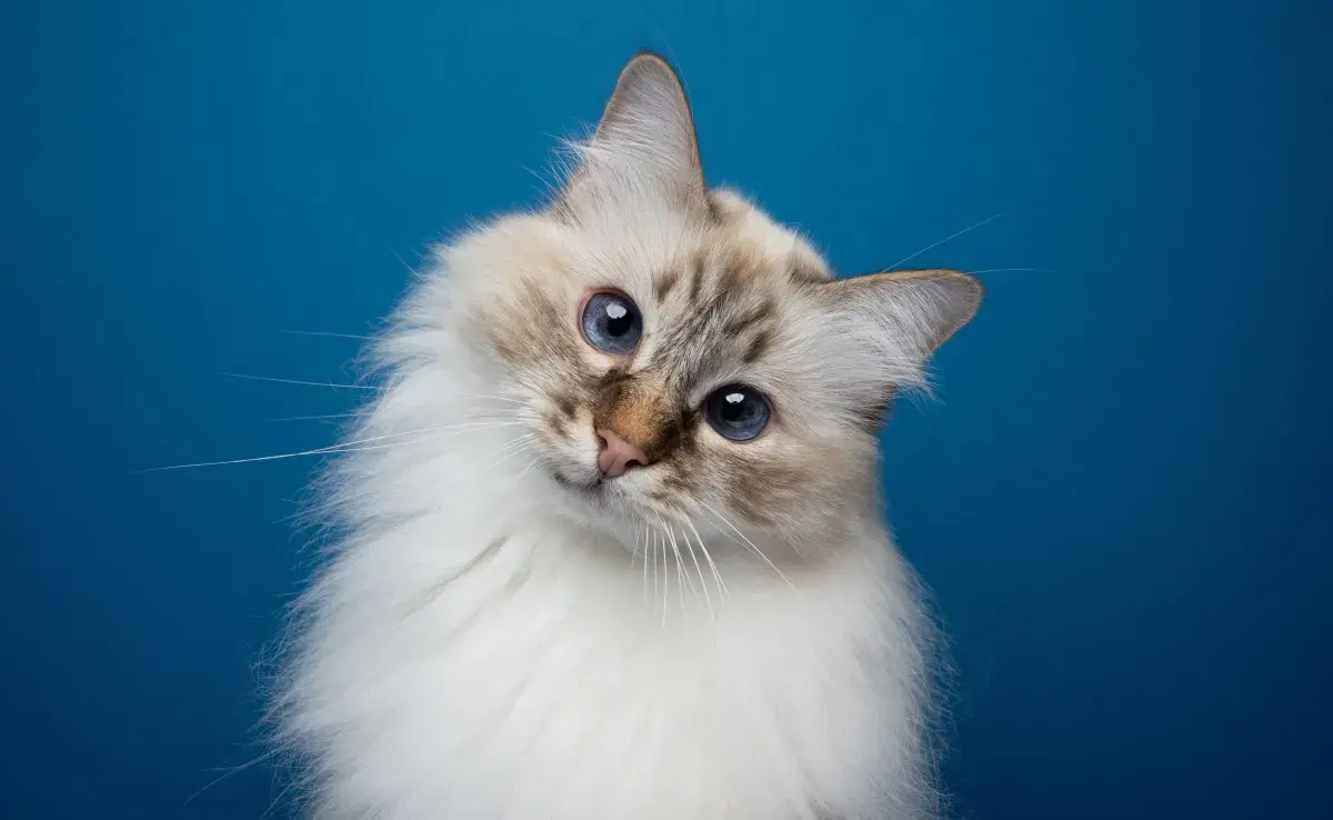 Una dieta equilibrada y rica en nutrientes es clave para mantener la piel y el pelaje de tu gato