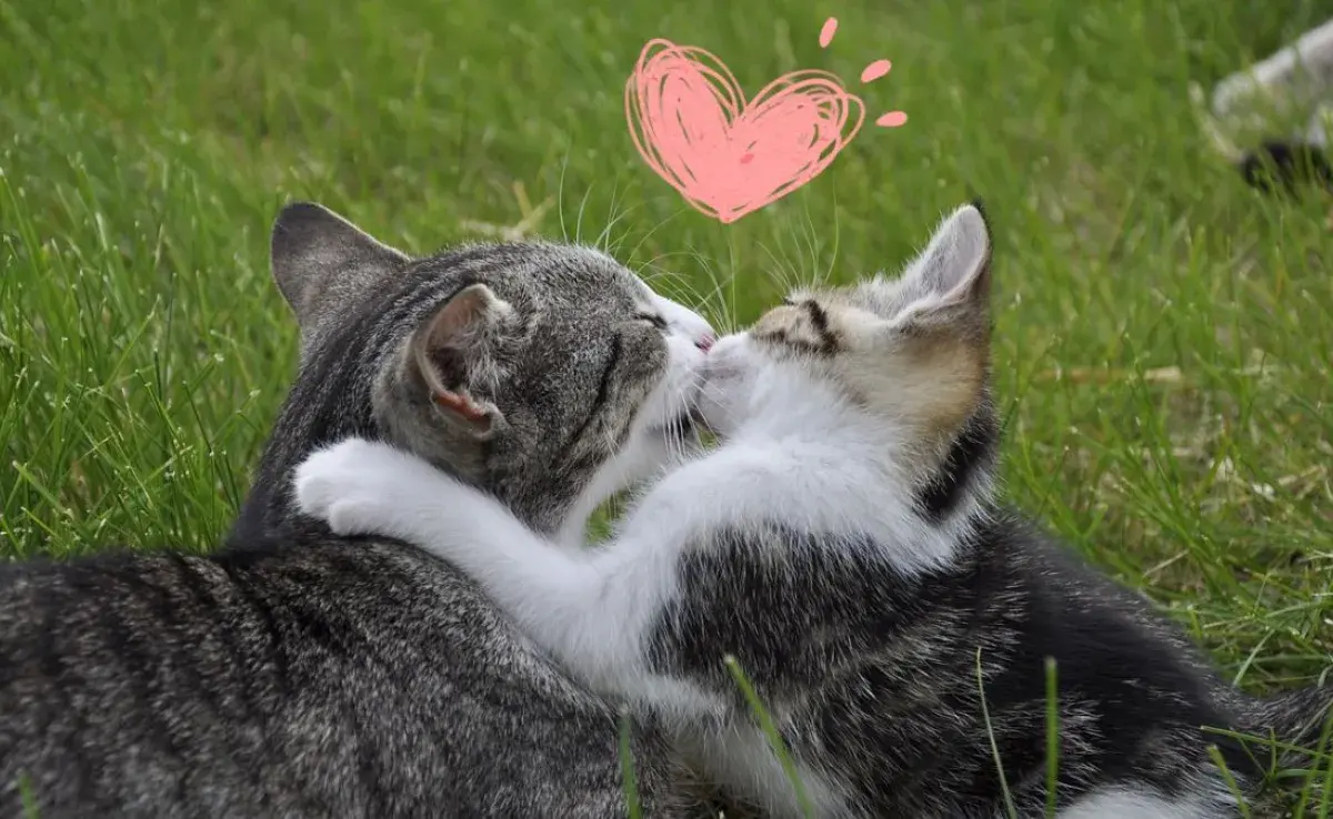 Gatos enamorados: señales que no debes ignorar