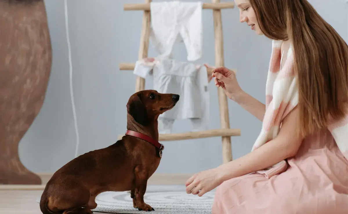 Hablarle con voz de bebé a tu perro ayuda a que entienda mejor.