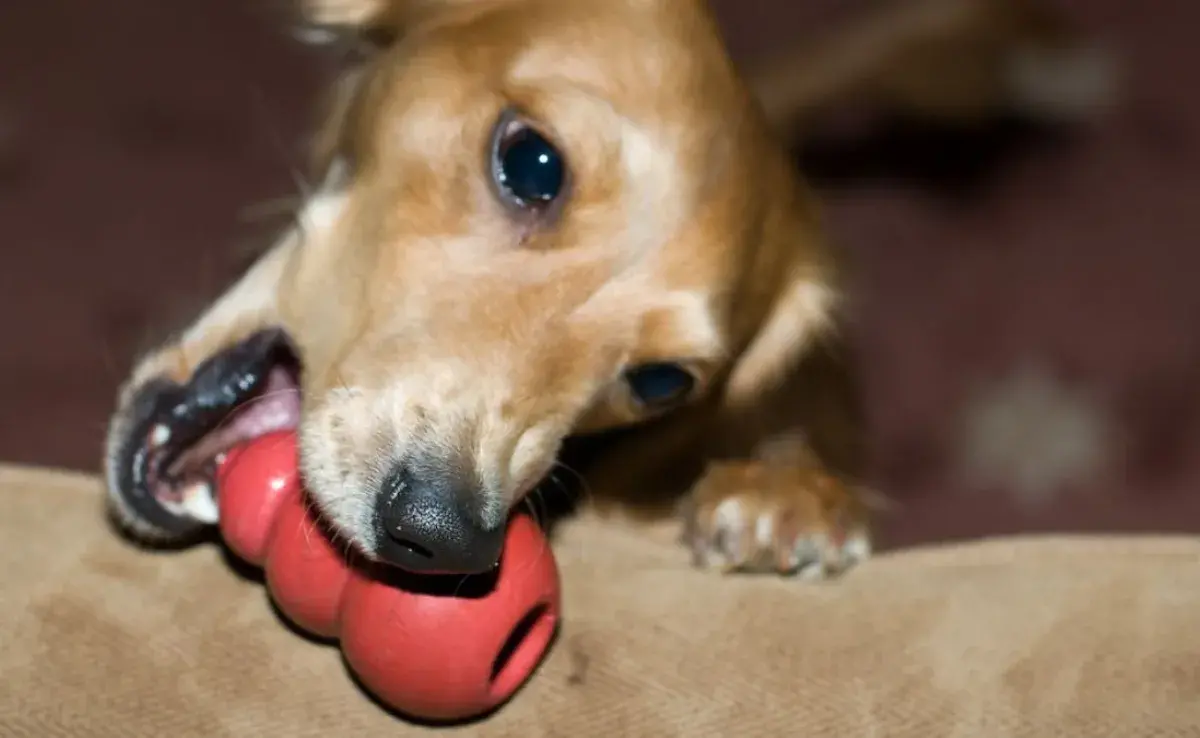 Kong para perro: aliado en el entrenamiento de cachorros