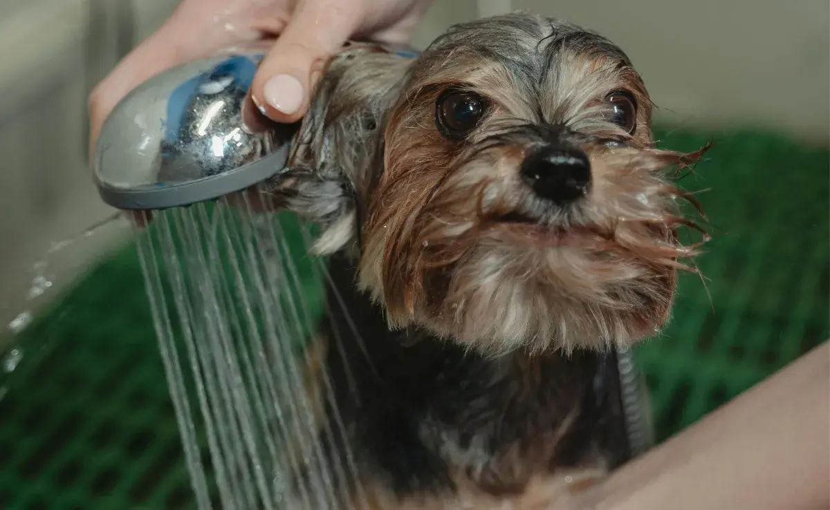 Debes bañar a tu perro dependiendo de la raza, tamaño y estilo de vida. 