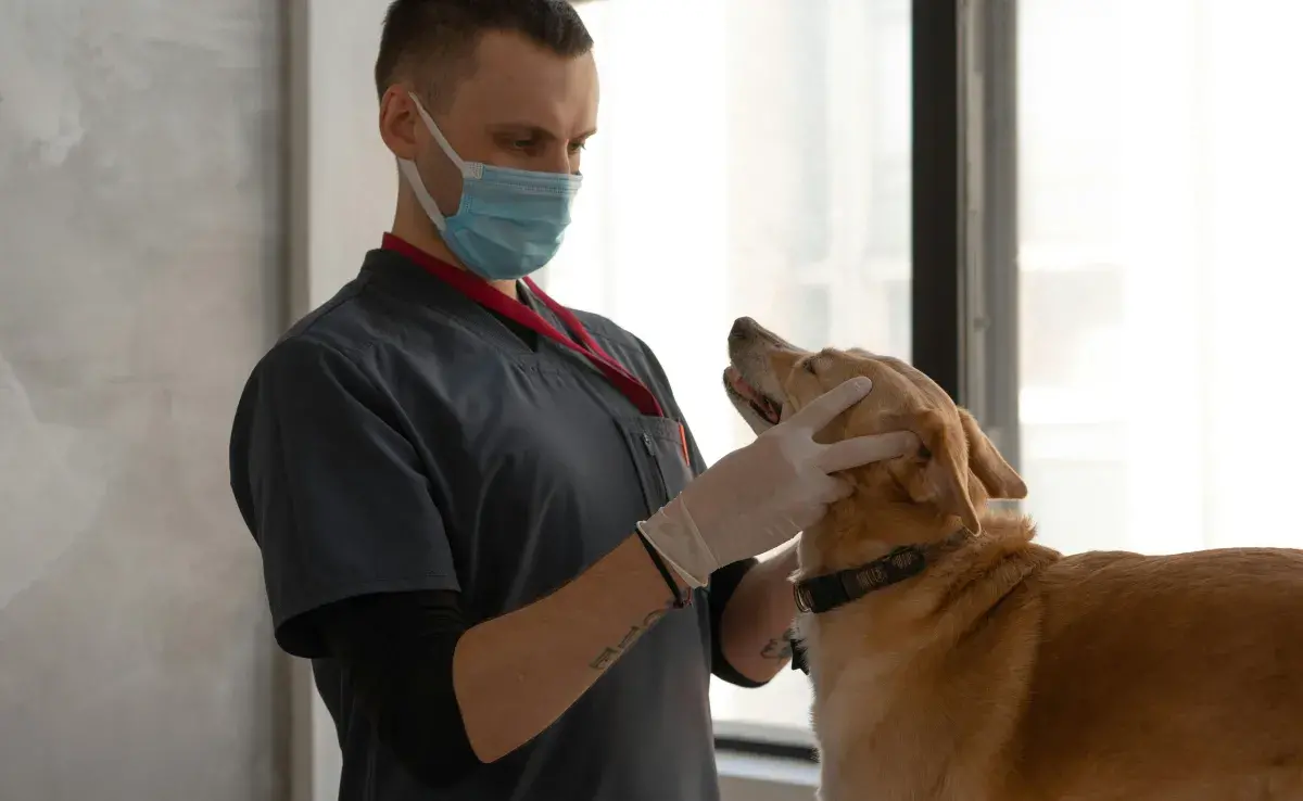 Cuando le des medicamento a tu perro, recuerda la cantidad y la hora en la que lo administras.