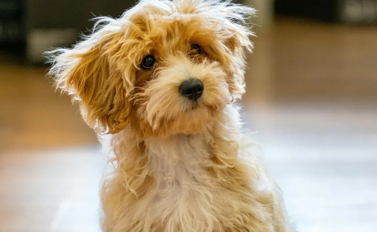 En promedio, los perros mudan de pelo dos veces al año.