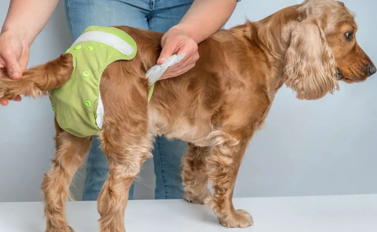 Recuerda que el pañal para perros es una opción, no una herramienta para usar diario. Foto: veteasy.es