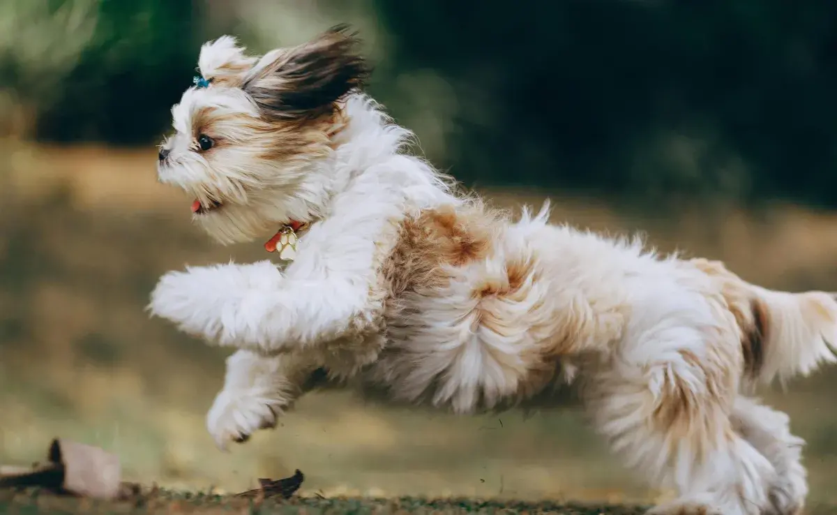 Existen razas y perros que se estimulan con el paseo. 