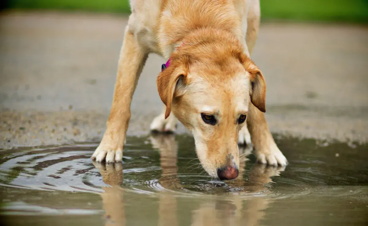 La respuesta de los perros al agua también puede depender de su raza y sus características físicas.