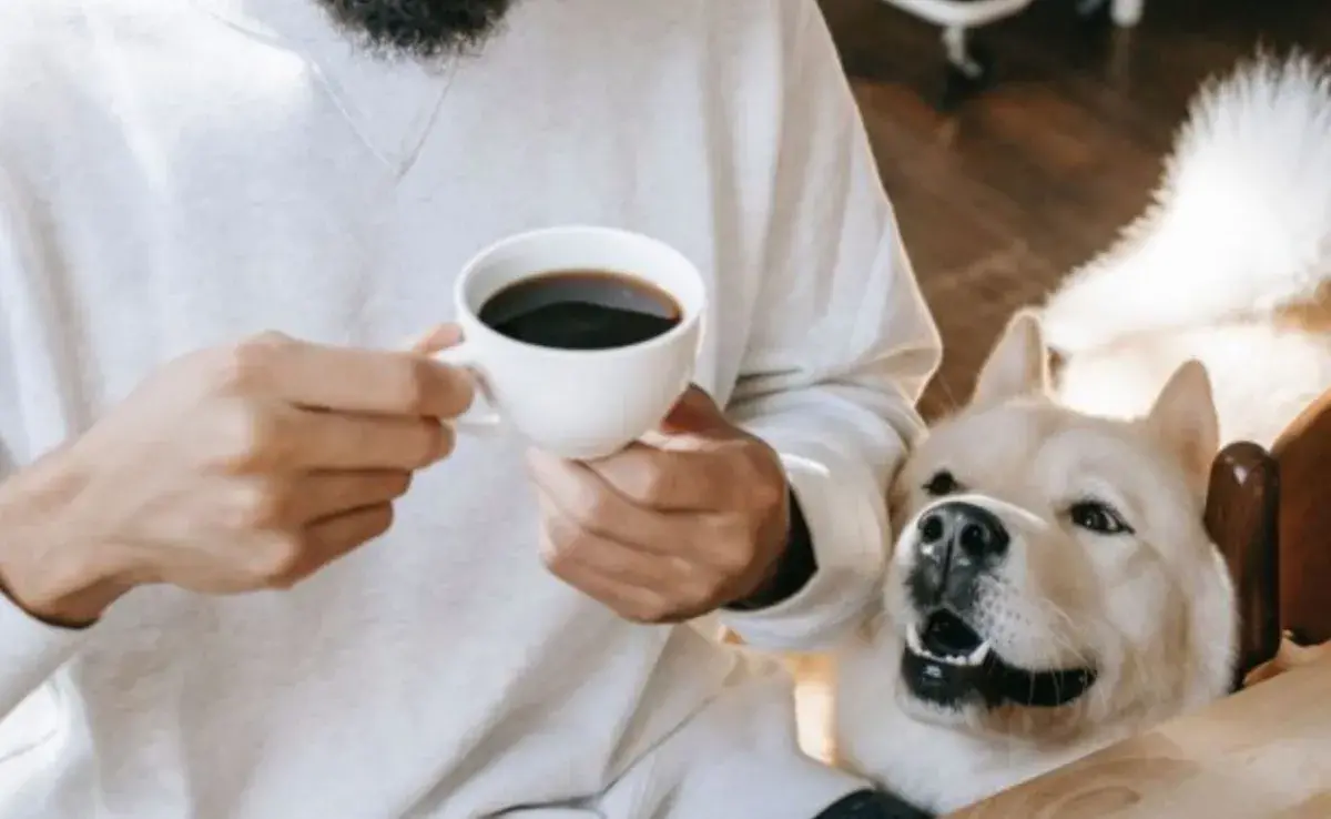 Tanto los perros como los gatos son muy sensibles a ciertos componentes del café.