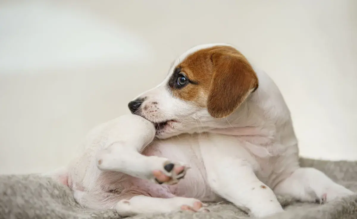 El primer paso es confirmar la presencia de garrapatas en el perro.