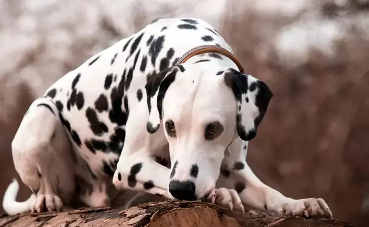 El patrón clásico y más común de un dálmata es el de fondo blanco con manchas negras.