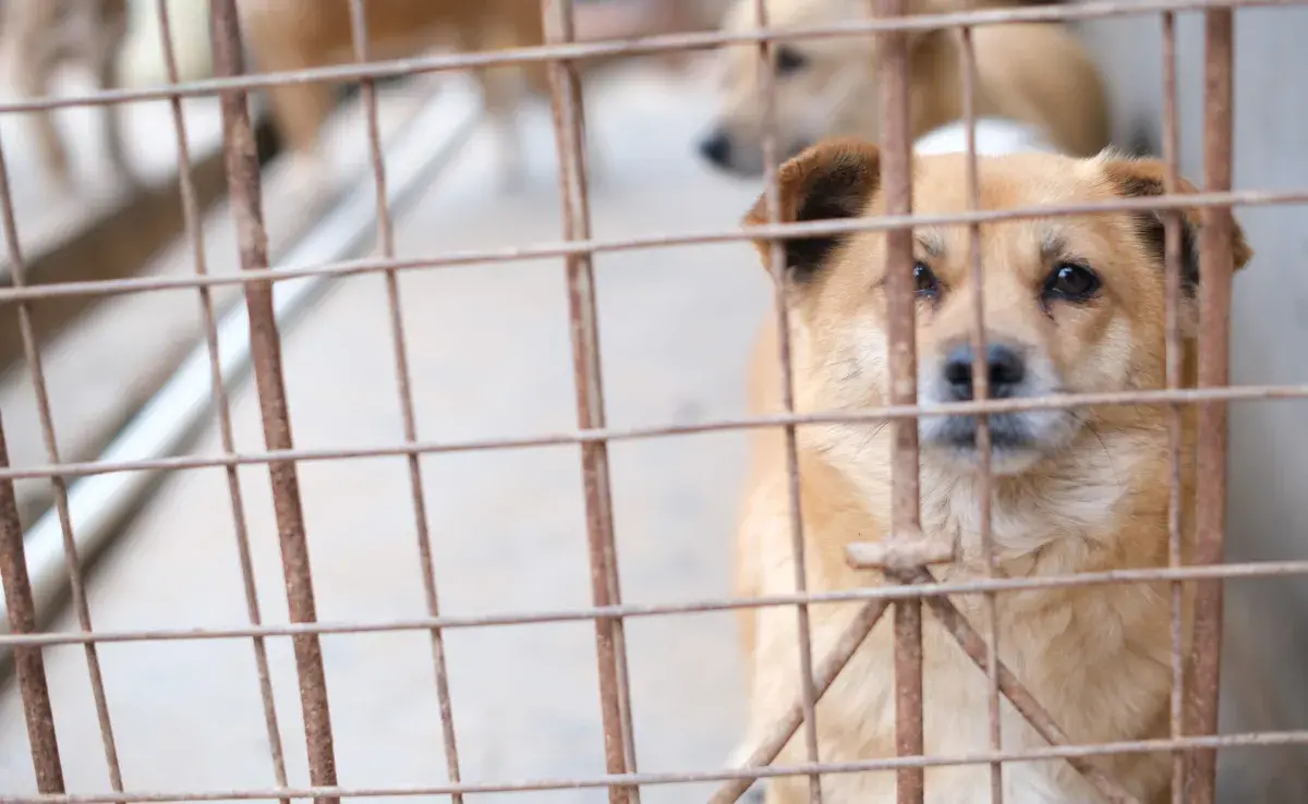 Mantener a un perro en una jaula por períodos prolongados puede llevar a problemas de salud física.