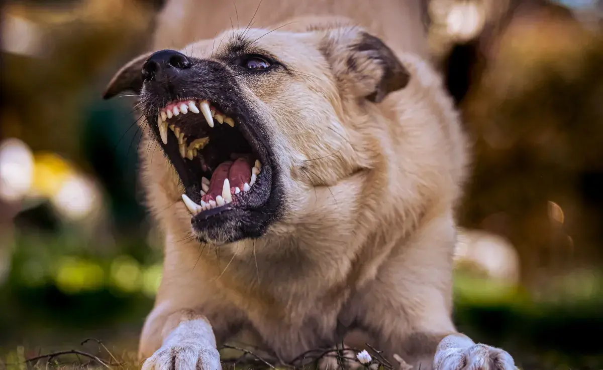 Aunque los perros son animales sociales, también necesitan su propio espacio.