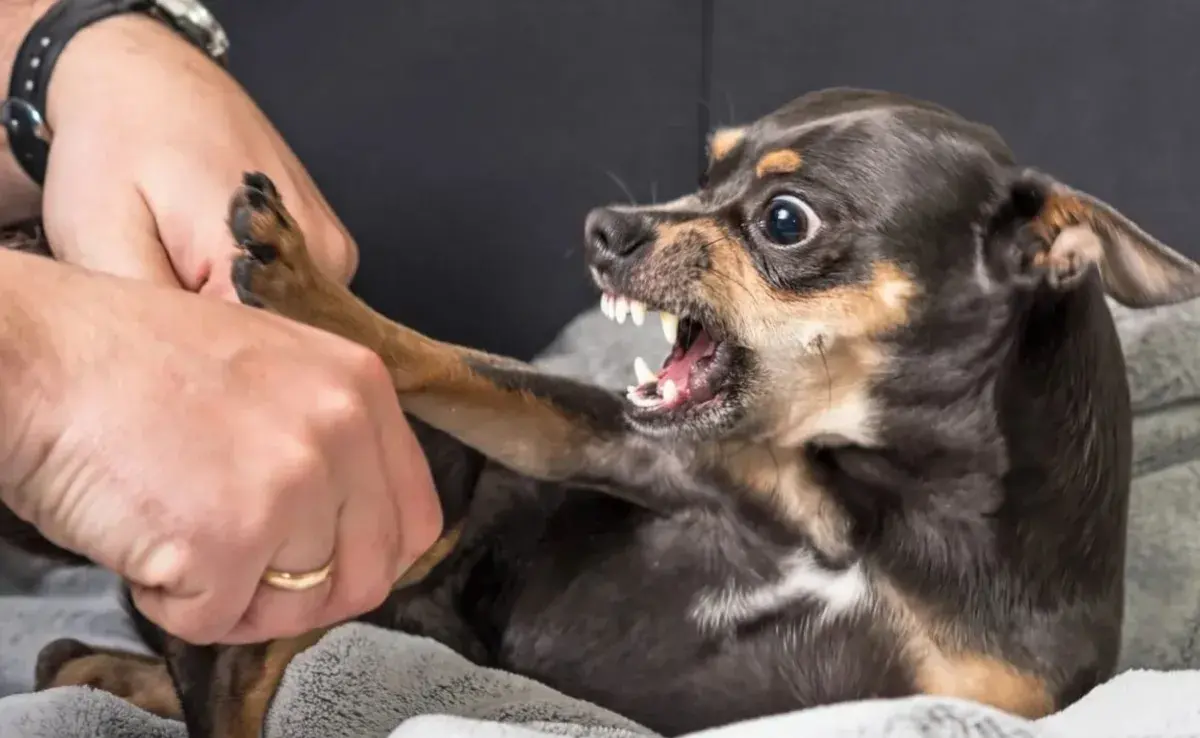 Los perros son expertos en leer el lenguaje corporal humano. 