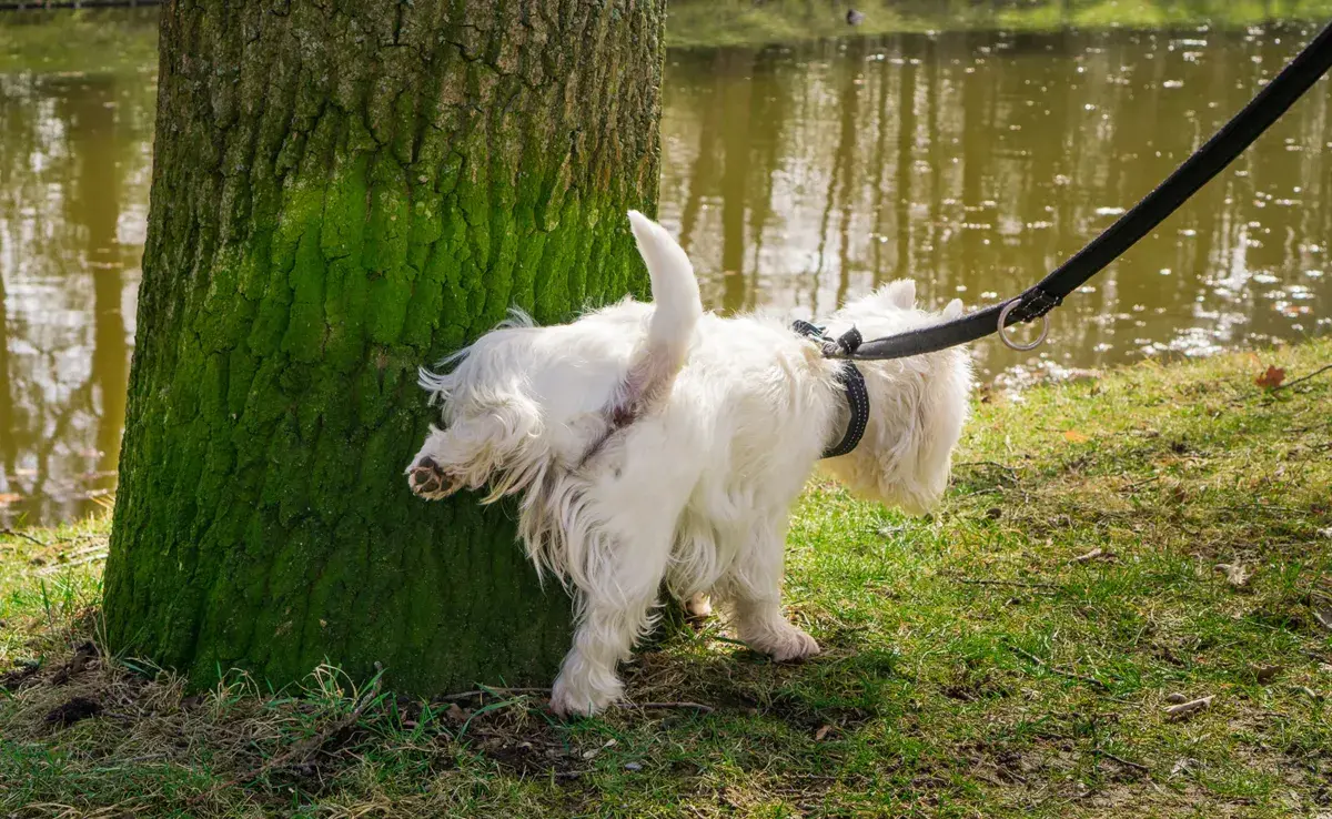 Los perros marcan su territorio con orina para establecer su presencia.