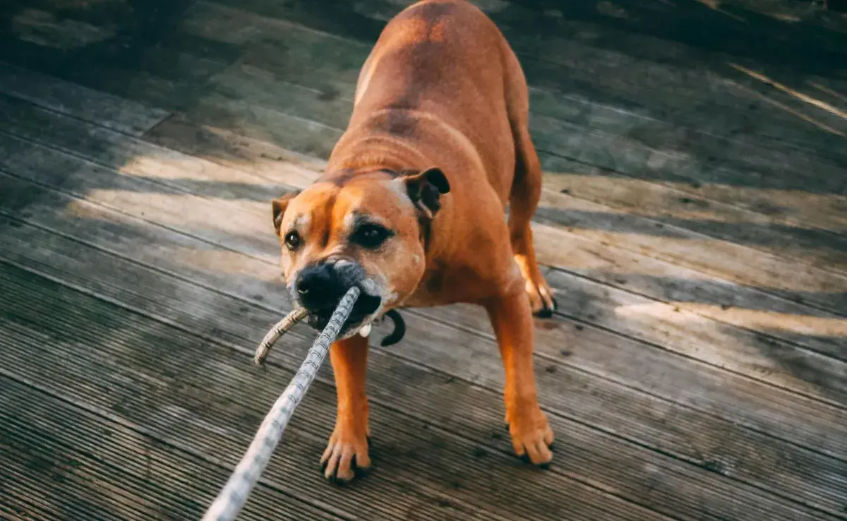 Algunos perros pueden estar irritados durante el cambio de pelo.