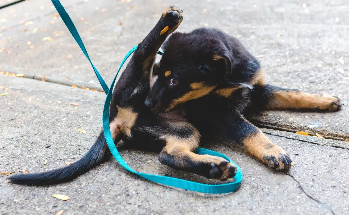 En la mayoría de los casos, los perros se lamen sus partes íntimas para mantenerlas limpias.