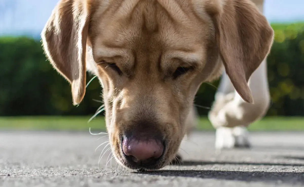 Uno de los olores más desagradables para los perros es el de los cítricos.