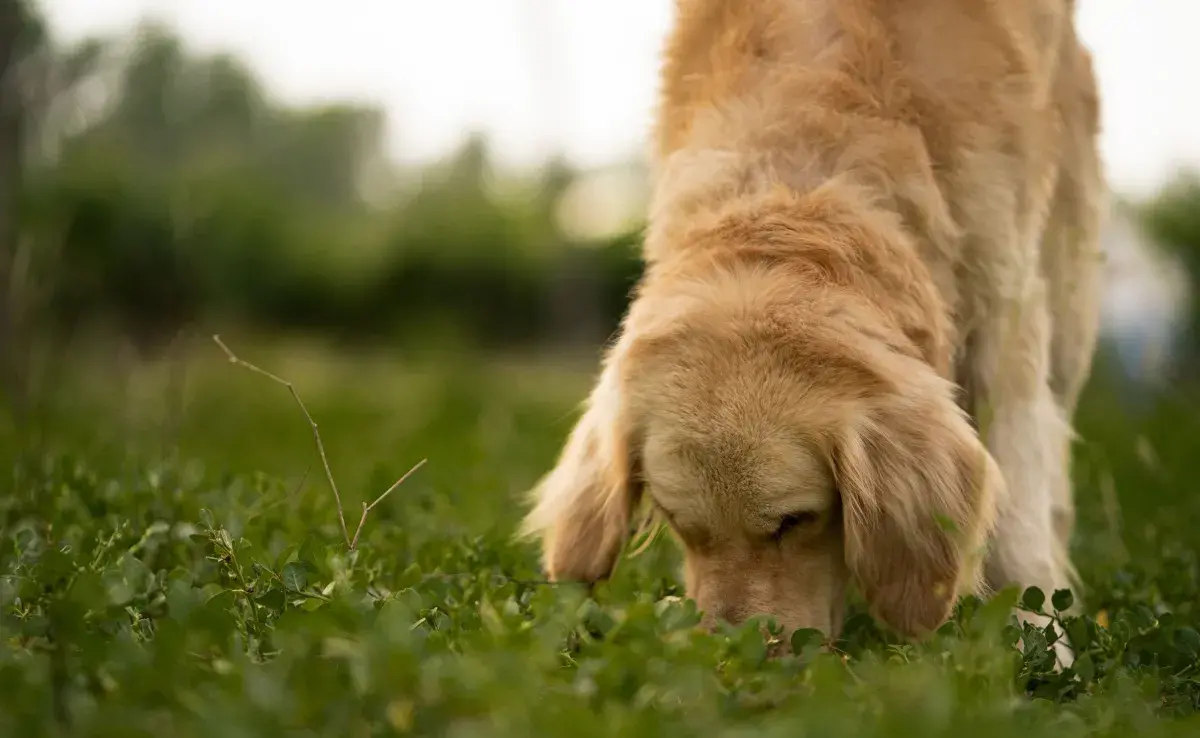 Los perros tienen un sentido del olfato extraordinariamente desarrollado.