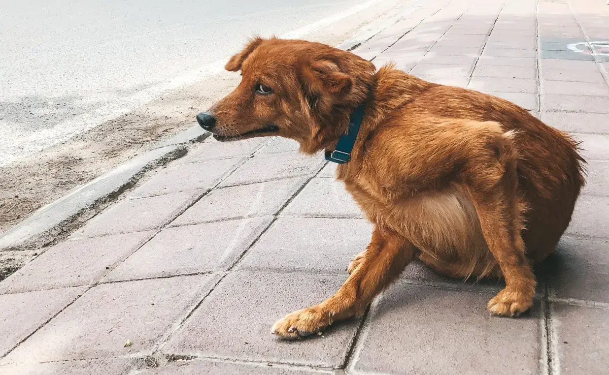 Las pulgas no solo causan picazón y malestar en las mascotas, sino que también pueden provocar alergias e infecciones