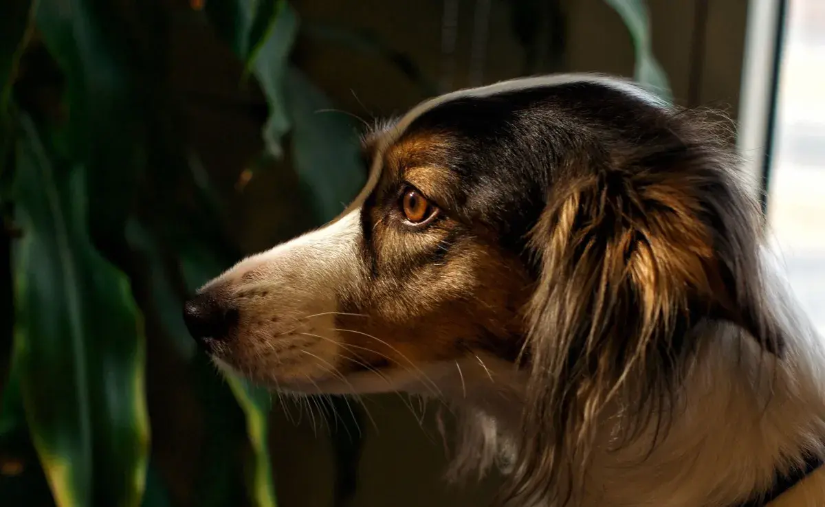 Es importante no dejar al perro solo en el jardín o amarrado fuera de tiendas o establecimientos.