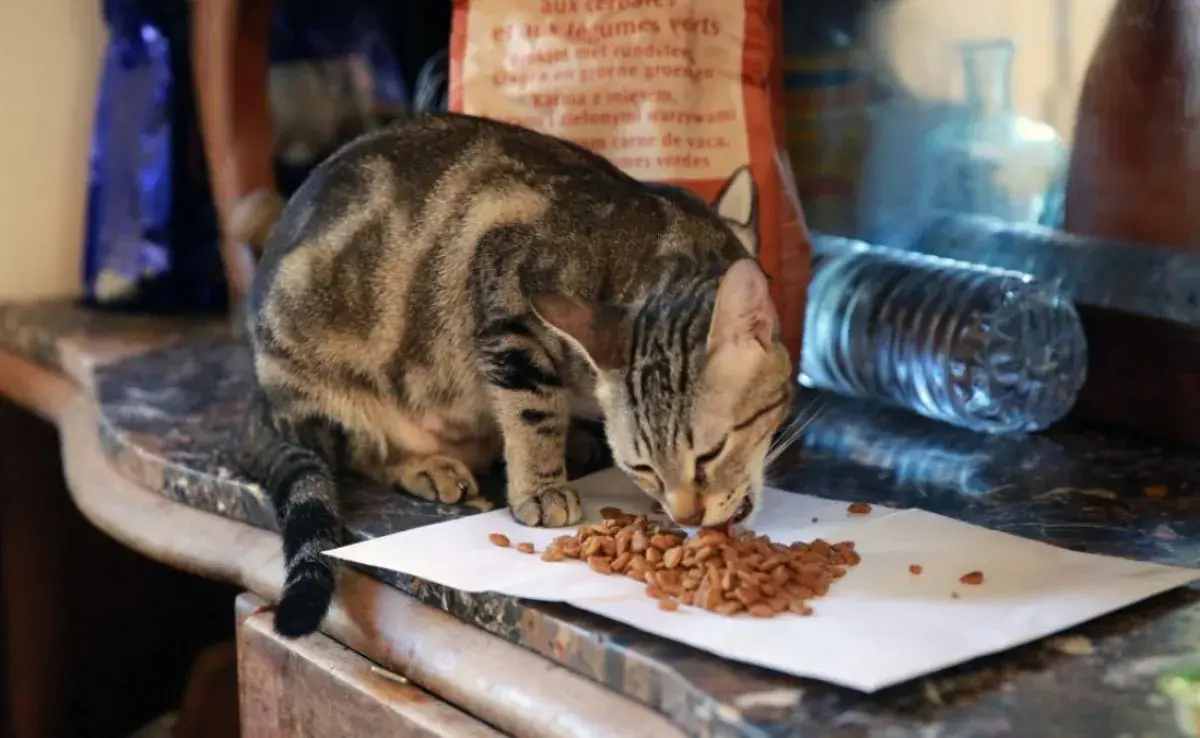 ¿Tu gato vomita sus croquetas? Podría ser un problema digestivo