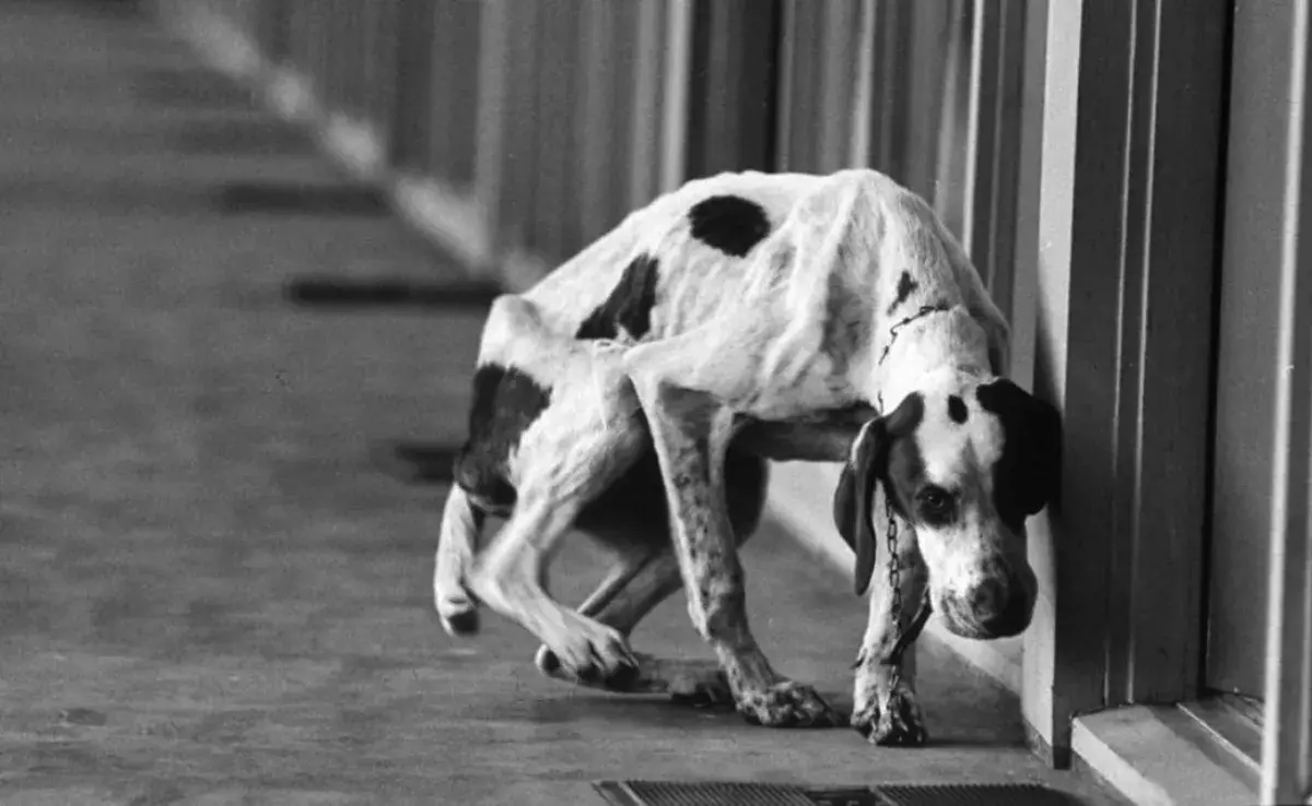 Cicatrices y heridas en perros: posibles señales de maltrato.