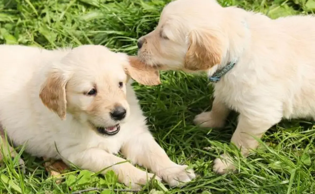 La memoria de los perros está fuertemente vinculada a su sentido del olfato.