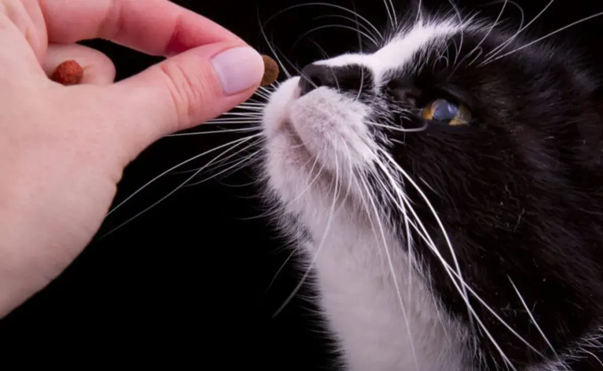 El uso de premios para gatos se basa en el principio del refuerzo positivo