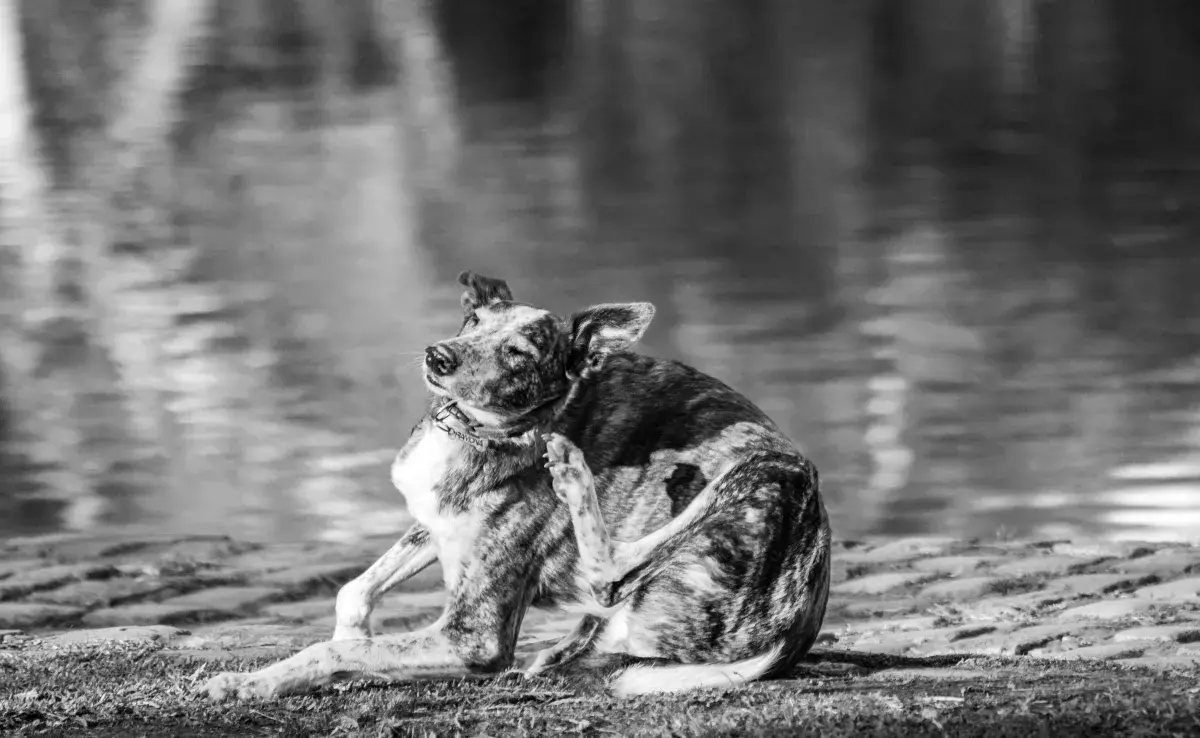 El 70% de los perros pueden tener pulgas si no se cuida.