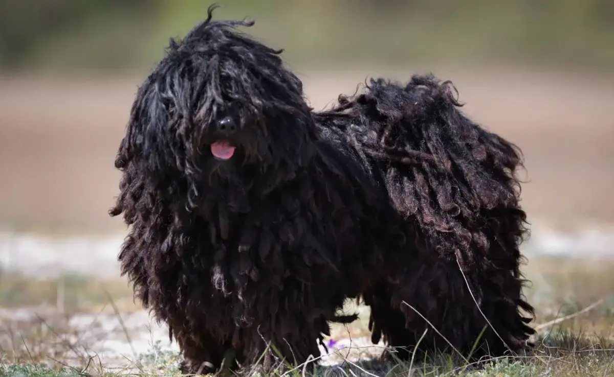 El Puli no solo es su pelo, también es conocido por su inteligencia y lealtad. Foto: Hundeo