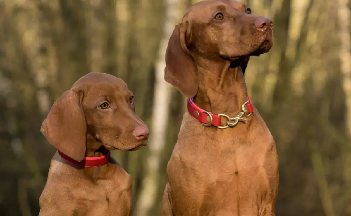 La reproducción en los perros es un proceso fascinante y complejo