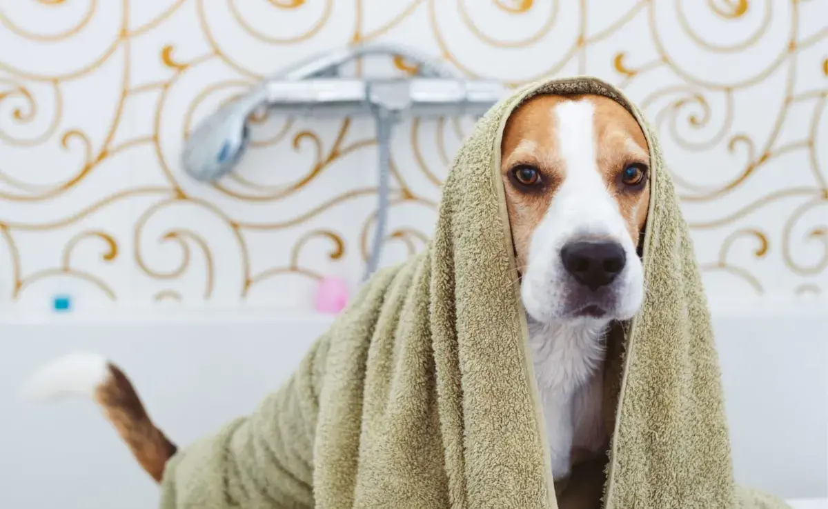 El shampoo en seco es una alternativa cada vez más popular para la higiene de los perros.