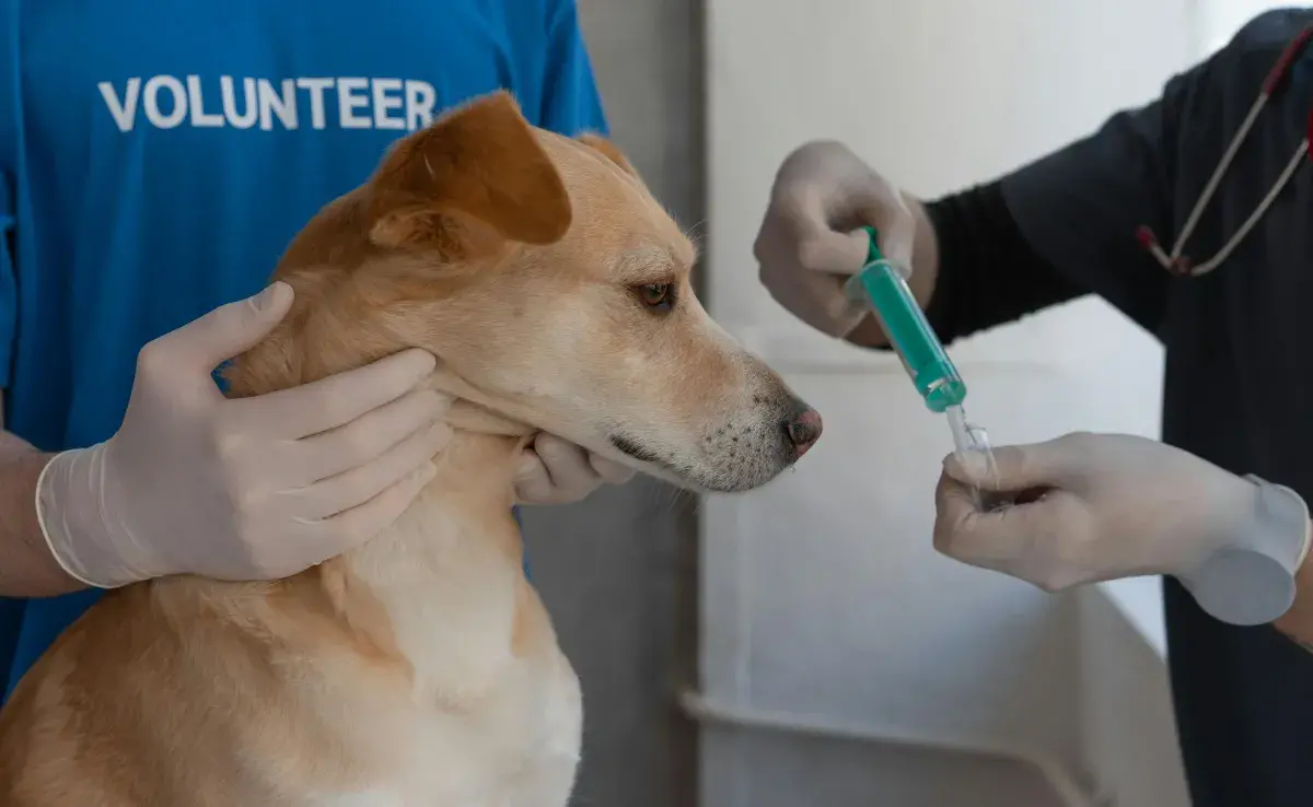 Un perro puede sentir malestares leves en las primeras 24 a 48 horas, después de la vacuna.