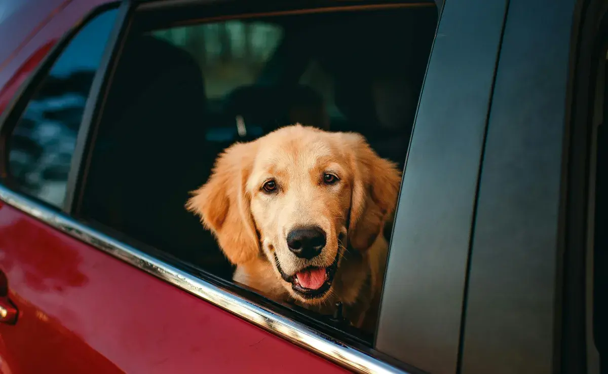 Evita perder la rutina de tu perro durante el viaje. 