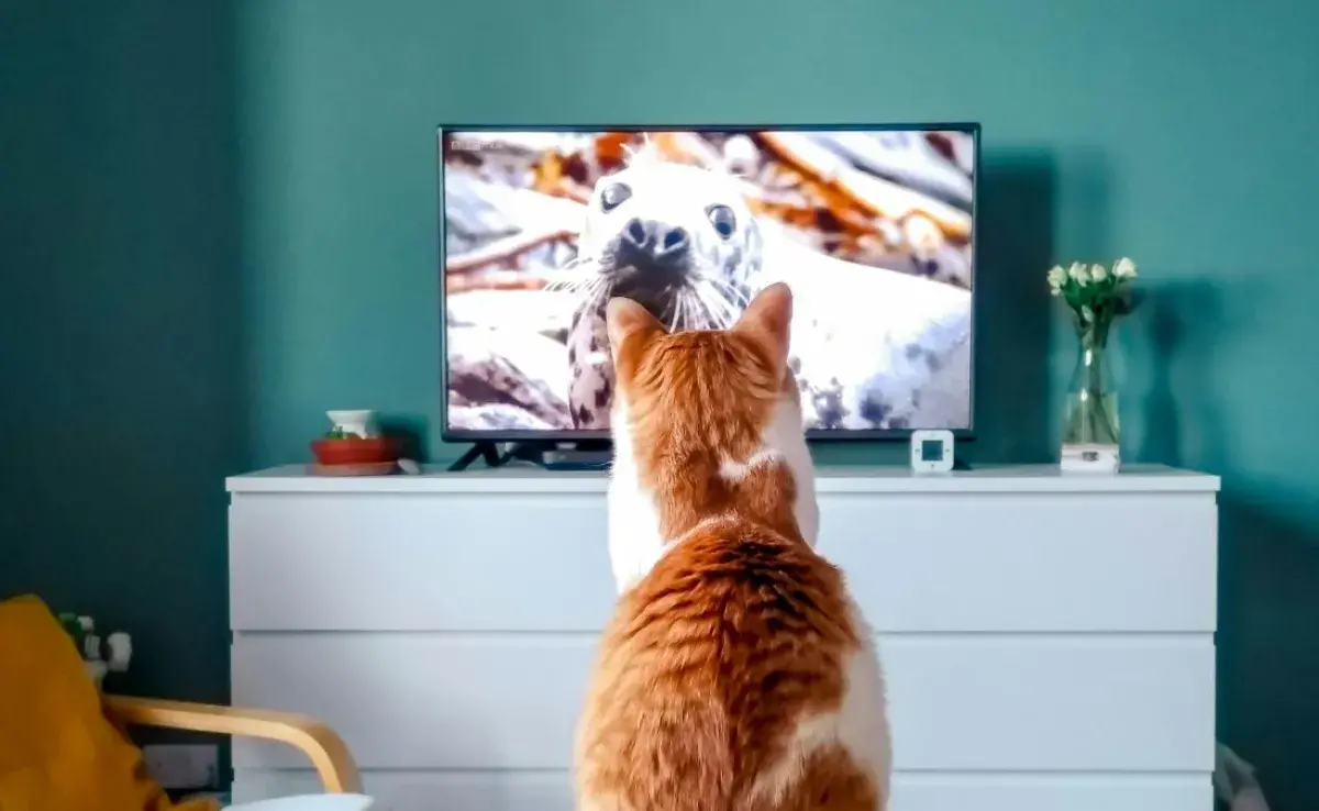 ¿Por qué los gatos aman ciertos programas?