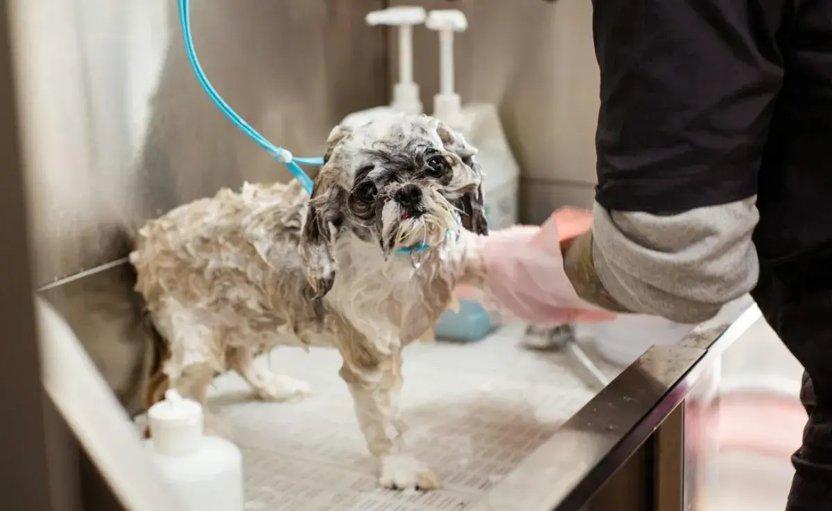 Frecuencia de baño para perros: ¿es diferente según el pelo?