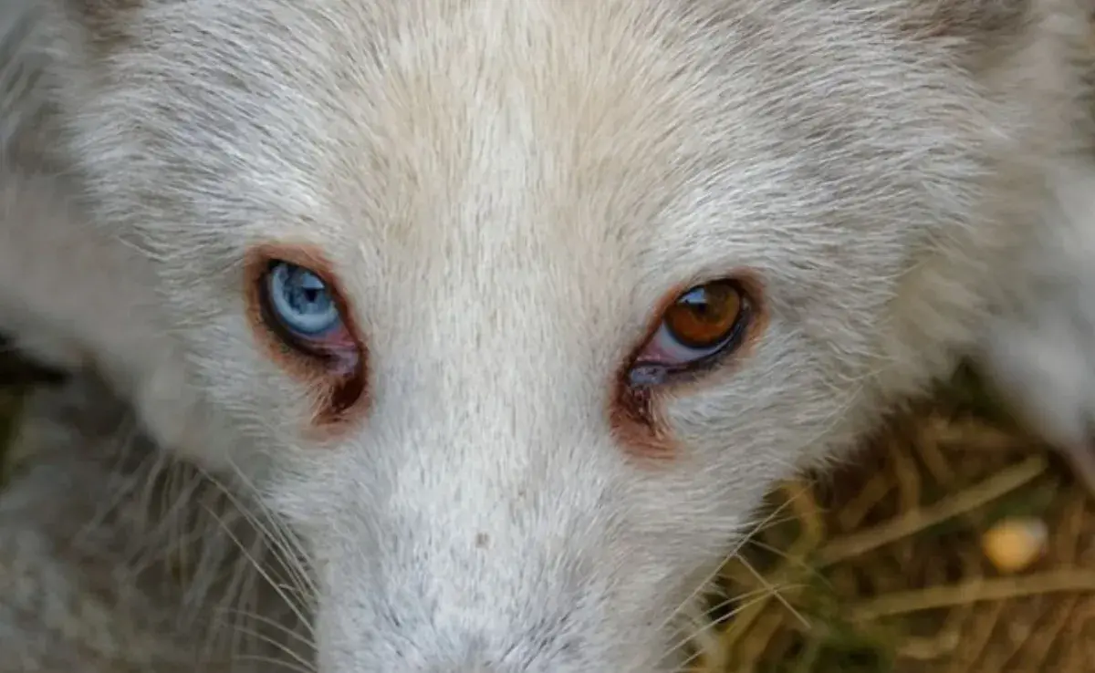 Guía para saber si las lagañas en tu perro son normales o preocupantes