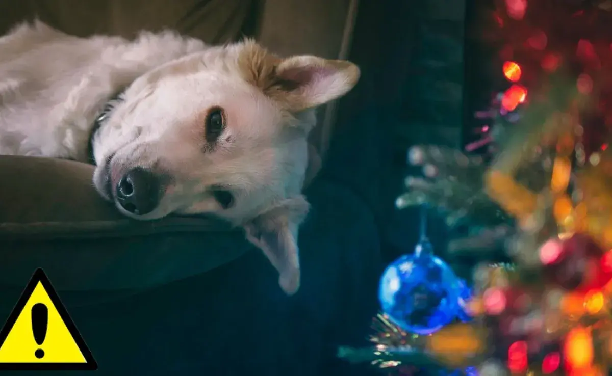 ¿Es el árbol de Navidad peligroso para los perros?