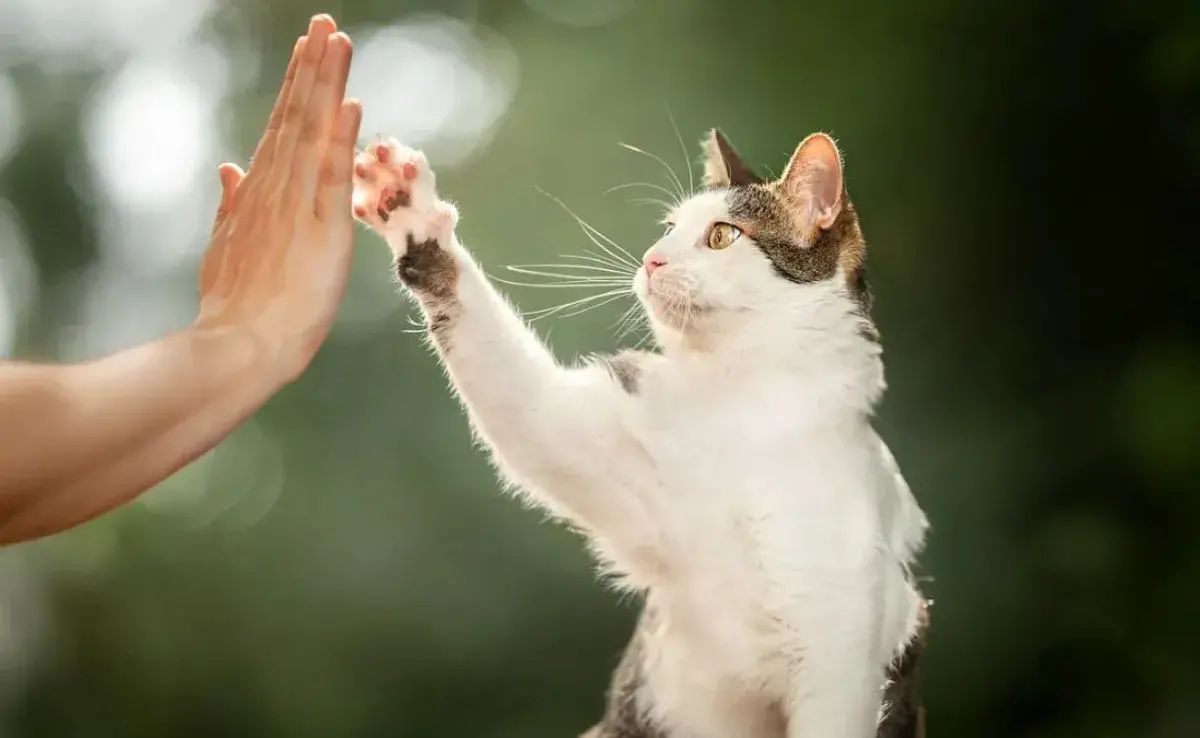 La conexión especial entre tú y tu gato