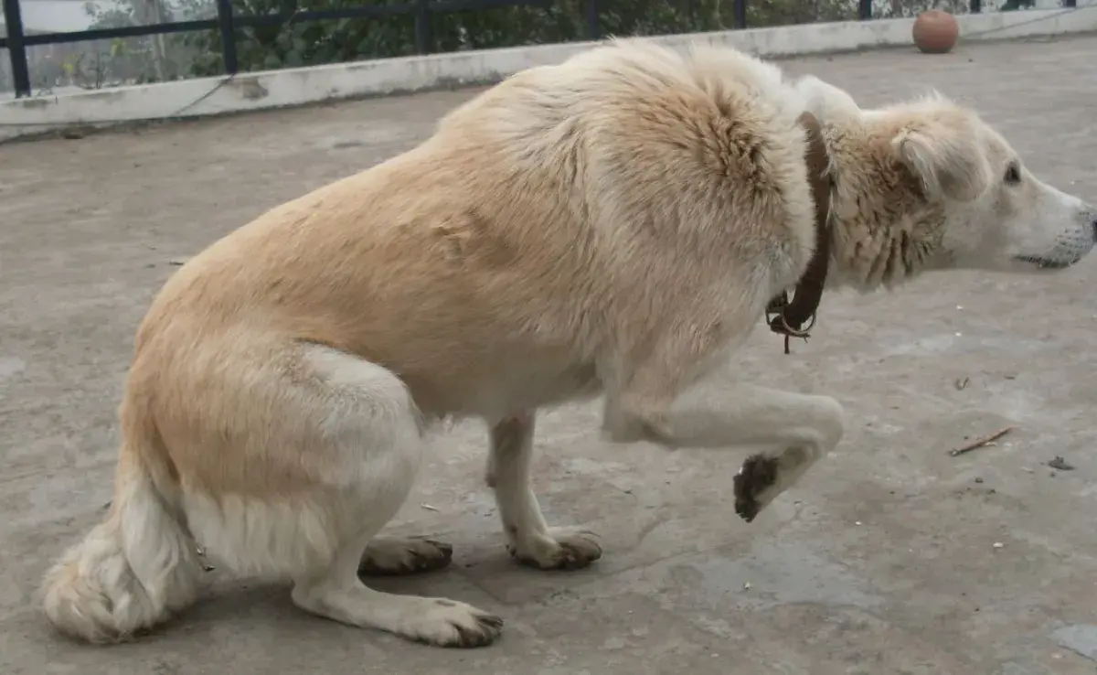 ¿Sabes identificar si tu perro tiene miedo? Estas son las señales definitivas