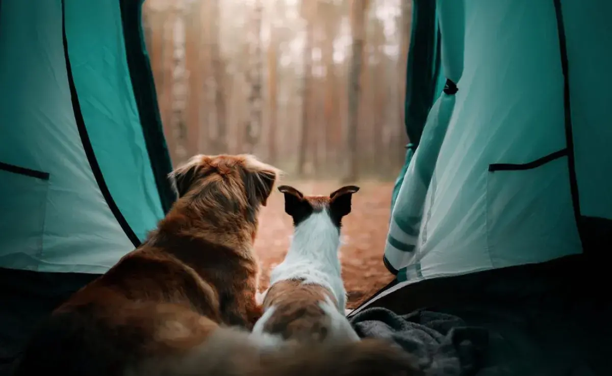 Checklist para acampar con un perro