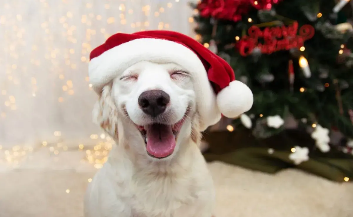 ¡Descubre planes para disfrutar la Navidad con tu perro!