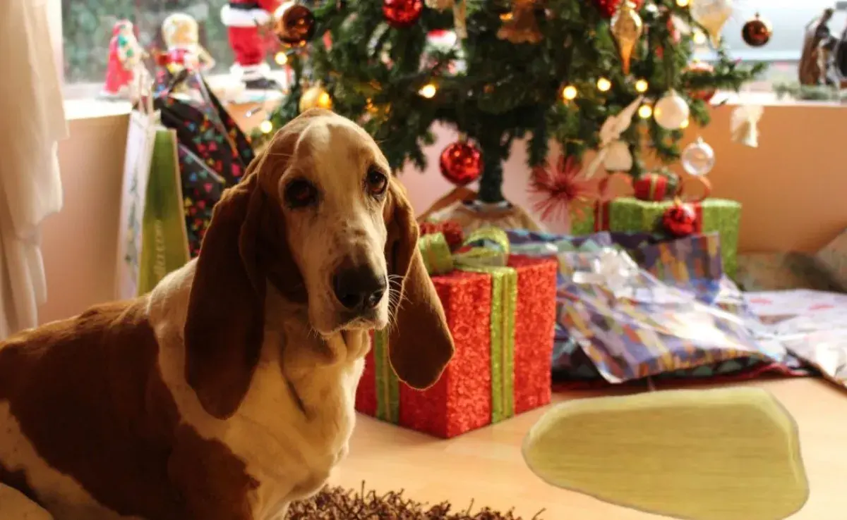 Consejos de entrenamiento para evitar que tu perro orine el árbol de Navidad