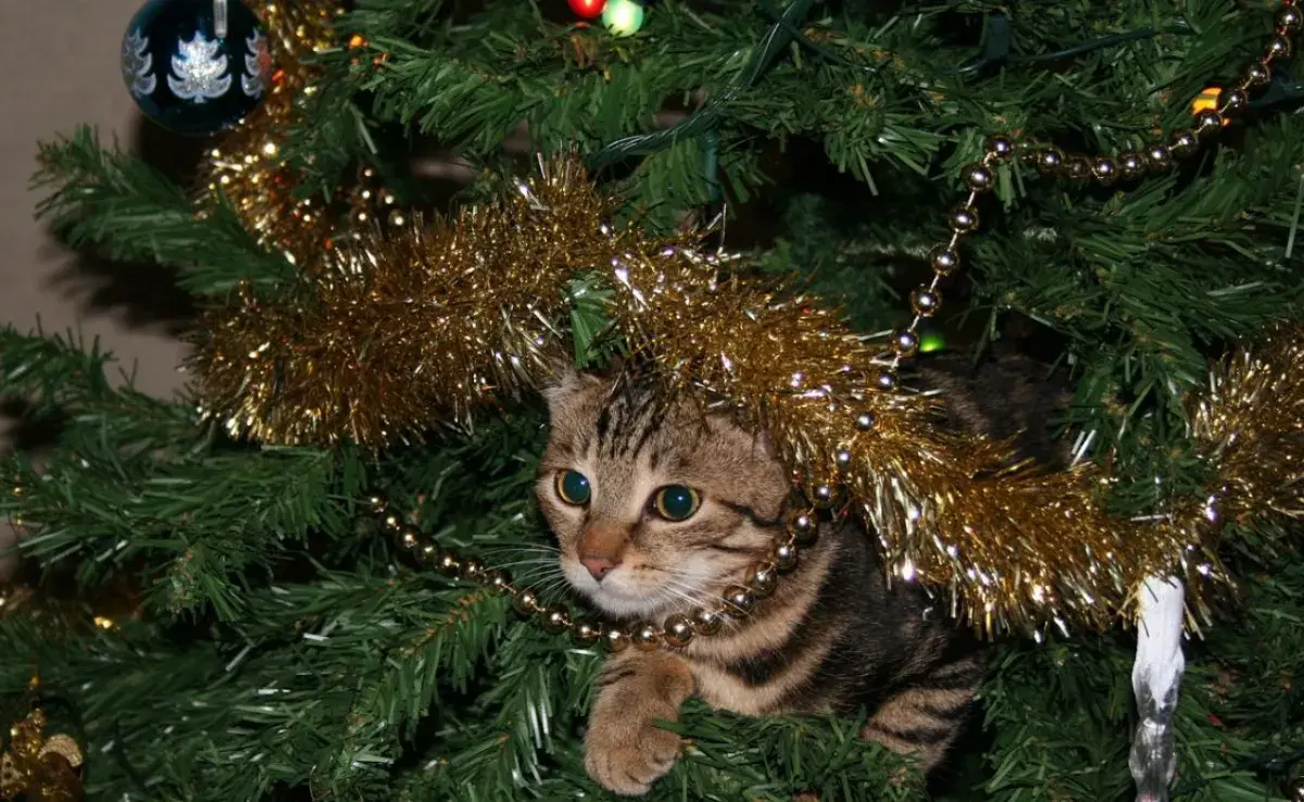 Alternativas para alejar a los gatos del árbol navideño