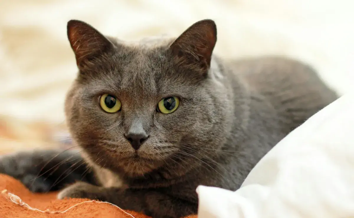 El gato cartujo, también conocido como la Chartreux.